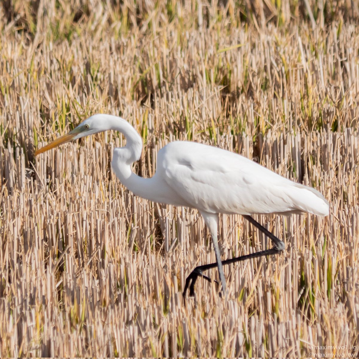 MaximVivo's tweet photo. L'any passat em vaig quedar amb les ganes de fer una foto decent d'una garsa blanca. Enguany hi ha moltes i ha sigut ben fàcil. És espectacular.
#garsablanca #agroblanc #garzablanca #Ardeaalba #Greategret #birdwarching #birdphotography https://t.co/niSvwMr9mO