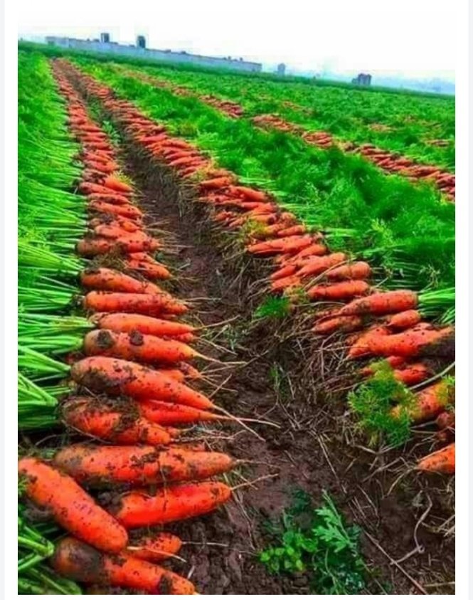 #Carrots grow best in full sun and light, fertile, well-drained soil. If your soil is stony, shallow or heavy clay, you may end up with stunted or forked roots, so try short-rooted types. In a suitable climate, carrots can be planted more than once a year for a continuous harvest