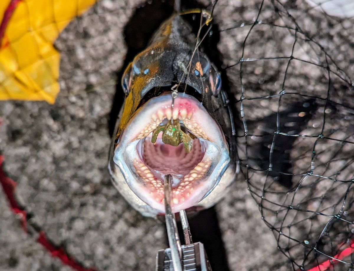 oni03's tweet image. 今日は一度目のヒットで少し強引にやりとりした際にショックリーダーを切られてしまい、二度目のヒットではクラッチをフリーにしつつ慎重に寄せてランディングしました。ショックリーダーを再利用したのが原因です。チヌには申し訳なかったです。