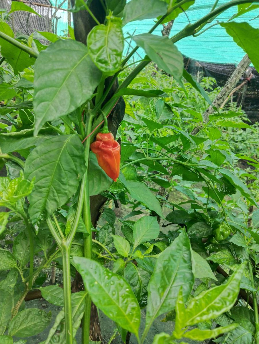 J_dhanduveriya's tweet image. #chillifarm #GreenChiliHarvest #OrganicFarming #sustainablefarming #agriculture #nolhivaram #farmtotable