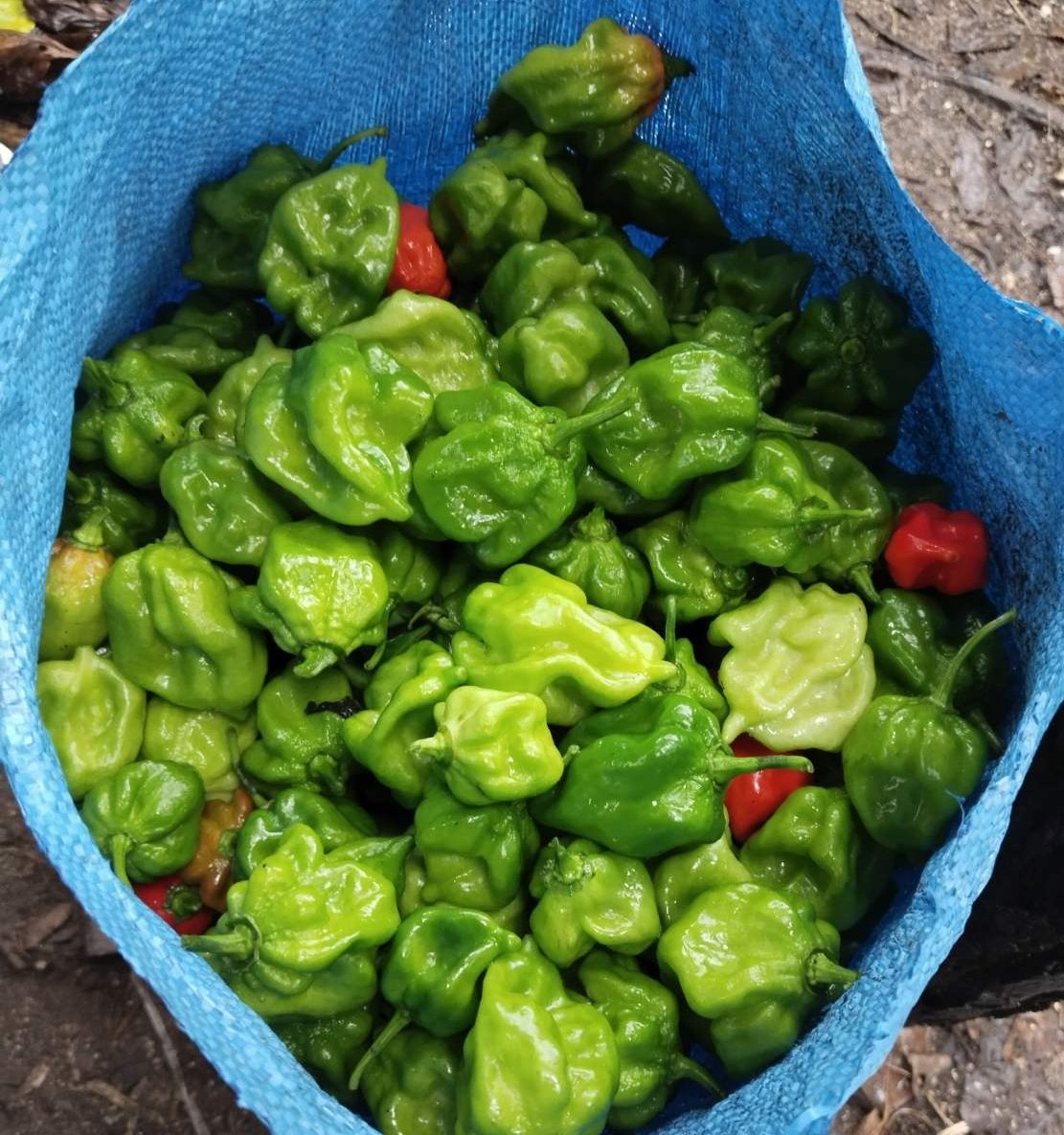 J_dhanduveriya's tweet image. #chillifarm #GreenChiliHarvest #OrganicFarming #sustainablefarming #agriculture #nolhivaram #farmtotable