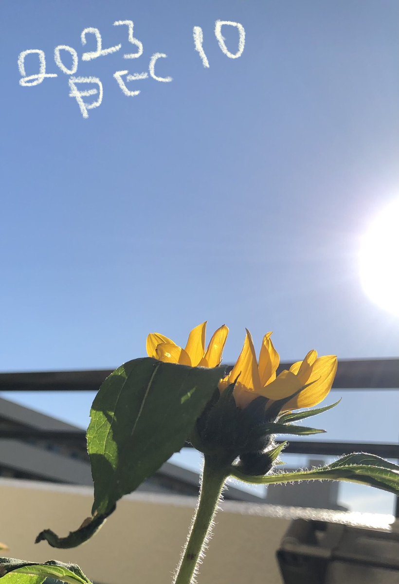 KH13906671's tweet photo. 12月に入ってなんと🙄はるちゃん満開🌻
夏に咲かせてあげることができなくて2粒残っていた種を8月に植えたら1つに想いが届きました♥️
今年は季節外れがブームのようですね😊はるちゃん
今日も真っ直ぐ上を向いて元気です
#三浦春馬 さんへ🌻
#春馬くんに捧げるひまわり栽培部 
#只今ひまわり絶賛栽培中 https://t.co/Ch9ZCpXdFi