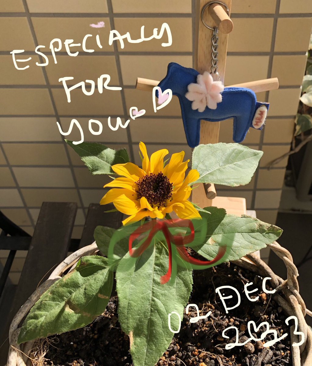 KH13906671's tweet photo. 12月に入ってなんと🙄はるちゃん満開🌻
夏に咲かせてあげることができなくて2粒残っていた種を8月に植えたら1つに想いが届きました♥️
今年は季節外れがブームのようですね😊はるちゃん
今日も真っ直ぐ上を向いて元気です
#三浦春馬 さんへ🌻
#春馬くんに捧げるひまわり栽培部 
#只今ひまわり絶賛栽培中 https://t.co/Ch9ZCpXdFi