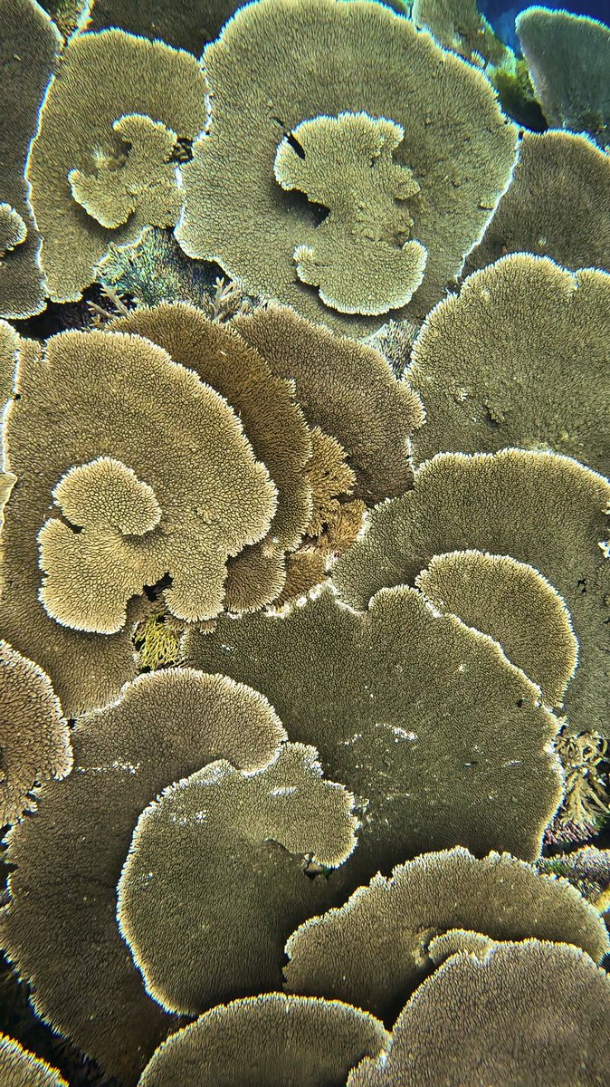 oceanmat16's tweet photo. Obsessed with this #coral pattern (Emboodhoo, Maldives) https://t.co/tivjRoRN8R