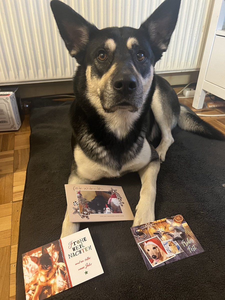 AhriAusNein's tweet photo. Ganz tolle vorweihnachtliche Pfotenpost von @PaulHundesenior @Artus_Rabauke und @delihla14 bekommen 🥰🥰 https://t.co/KmWWoQ7TOa