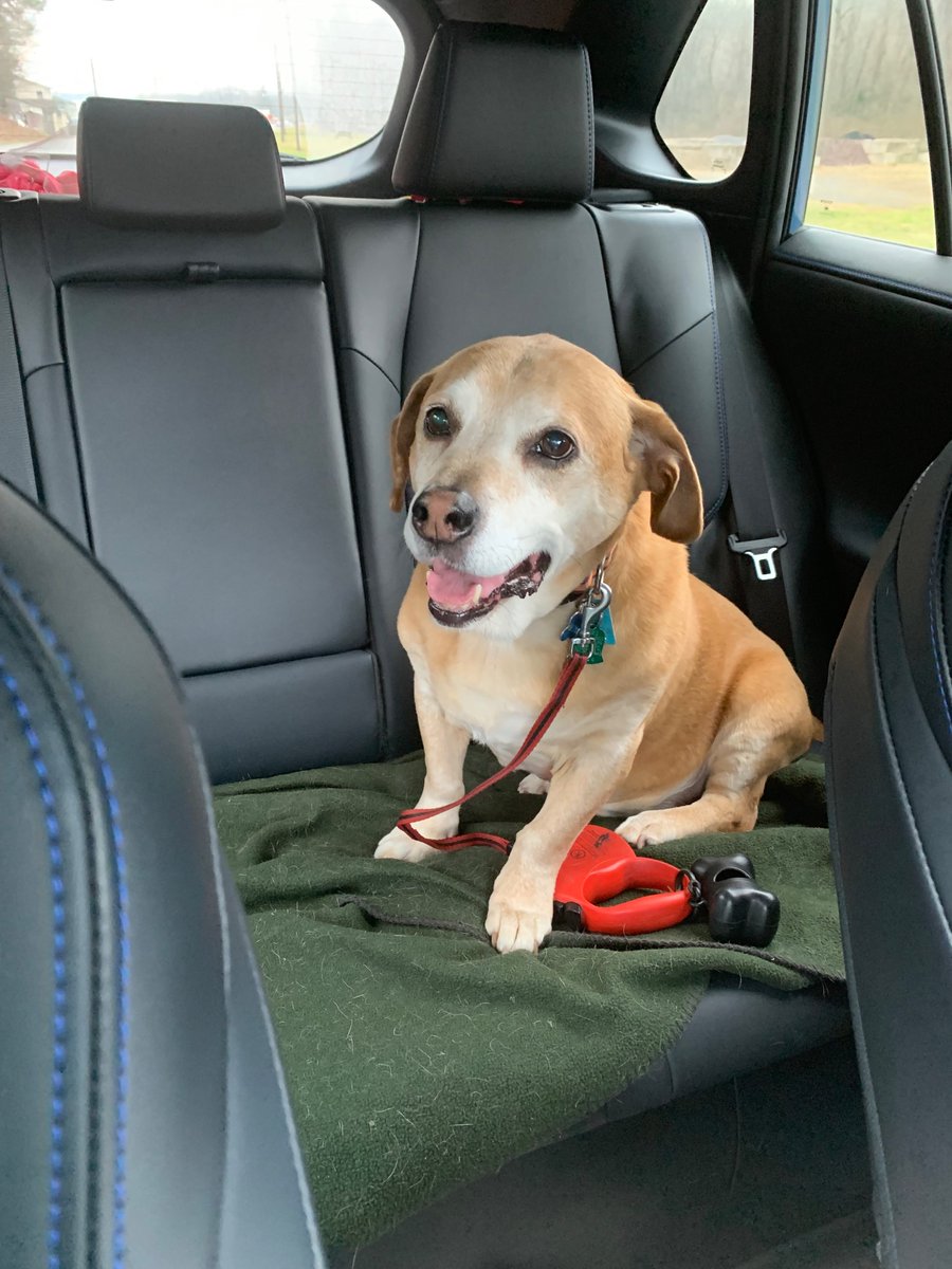 bareftbch815's tweet photo. @dog_rates This is my soul pup Mozzie. He was only a few months when adopted and so scared of all the things. He is now my protector and best friend. He’s 13 and has grey face and I love him so much and can’t imagine a day without him. https://t.co/k5T8ZSZSbc