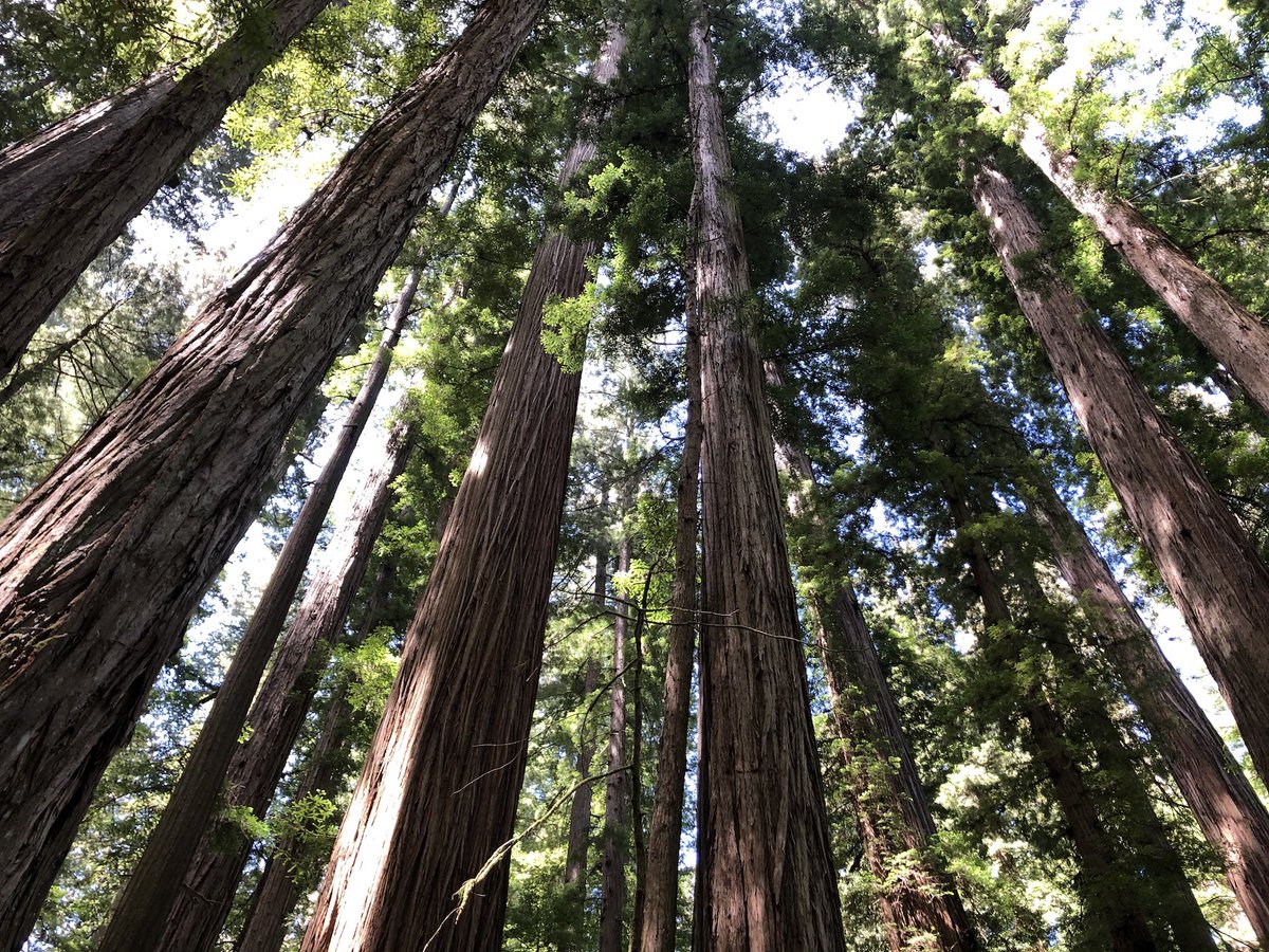 It's all about the trees!

#redwoodforest #hikeca #naturephotos #redwoodtrees