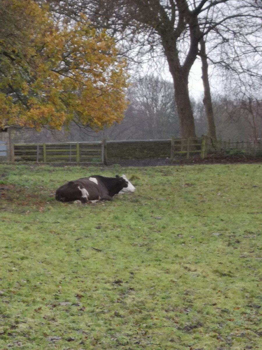 pain_rehab's tweet photo. This cow having a well earned scrub reminded me to remind you all that if you have any interesting or surprising work we want to hear about it! 

Please contact our editor chris.seenan@gcu.ac.uk  or m.mansfield@bham.ac.uk.

More details at https://t.co/kE5n1OEgkm @thecsp #pain https://t.co/kXQet8f8Lx