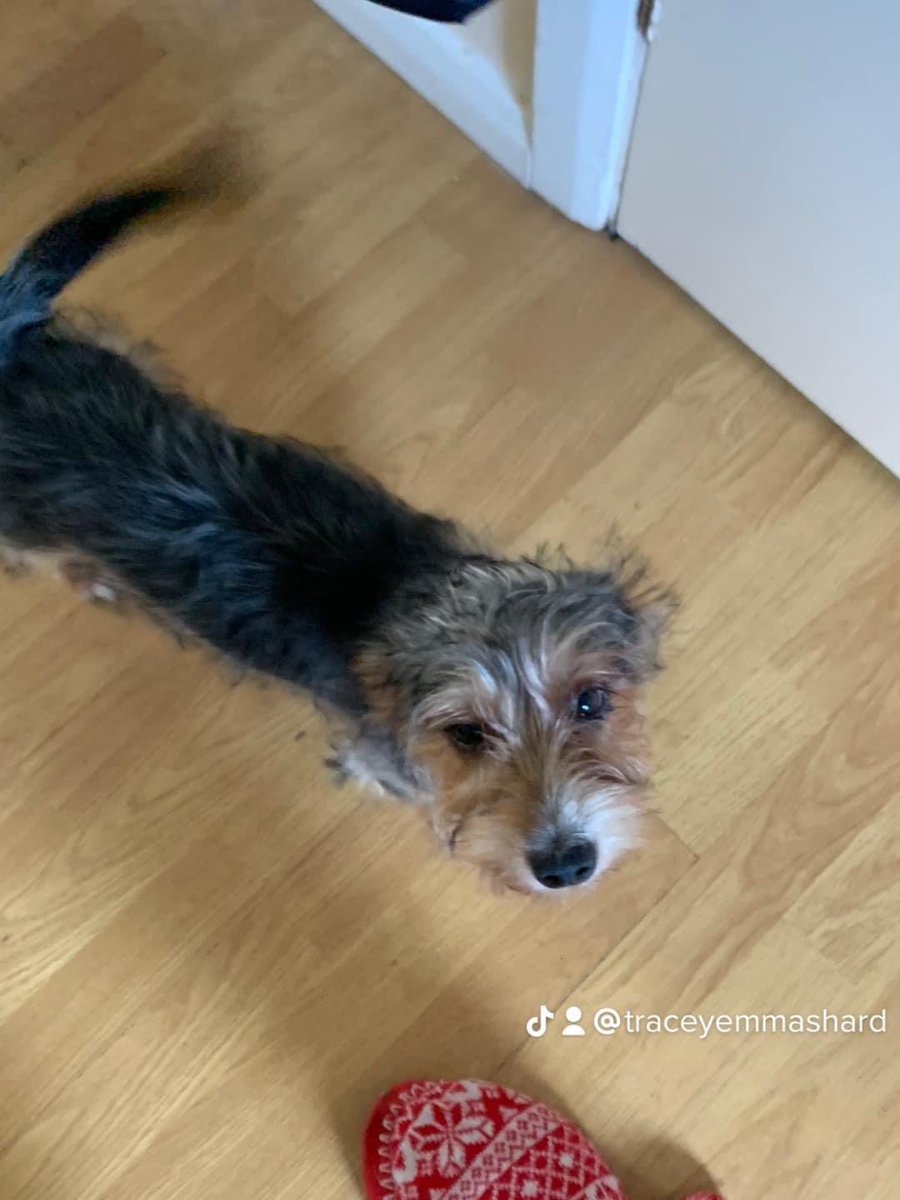 rosiedoc666's tweet photo. PLEASE HELP 
   🚨This is Jay Jay he is a 1 yr old #yorkshireterrier missing 9/12/23 from #houldsworthmill in #reddish #stockport . 
Pls keep an eye out for him if you are in the area.TY 

https://t.co/aJCrs60Y34

@houldsworthgolf @Reddishnews PLS RT TY @JacquiSaid @BitofDecorum https://t.co/WWgQfcOuI8