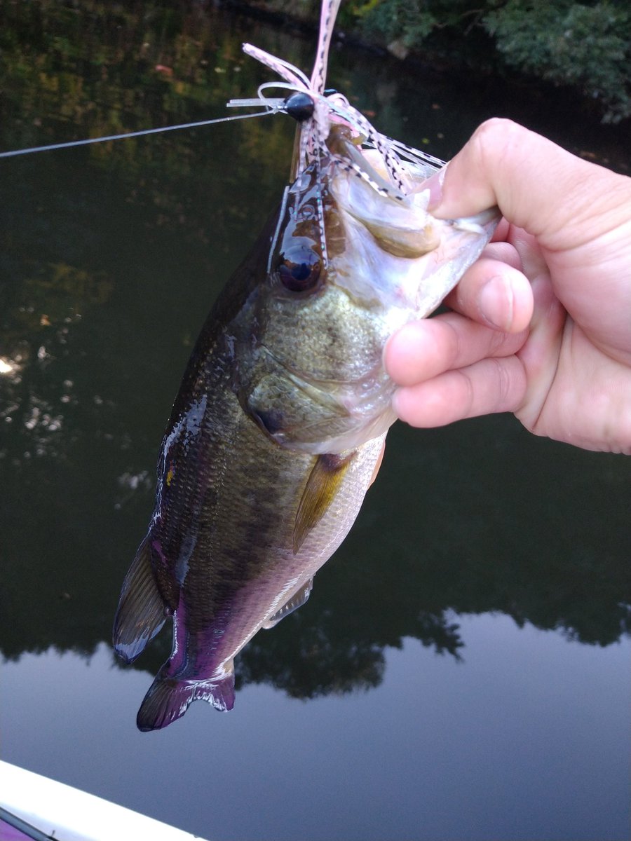 A0PBFrByX13rf7f's tweet photo. PR

今日は久々の豊英ダム〜

沖の魚狙いにきたけどアレ？全然いない…てなわけでPEベイトフィネスの出番❗

ＤJIGカバー＋D2HOGにプロトのPEベイトフィネスロッドコンビ✨最近はロッドだけでなく色々なスプール径のリールを組合せて総合的な扱いやすさを模索中です。

#DSTYLE
#DJIGカバー
#D2HOG https://t.co/YXbaGlVdyv