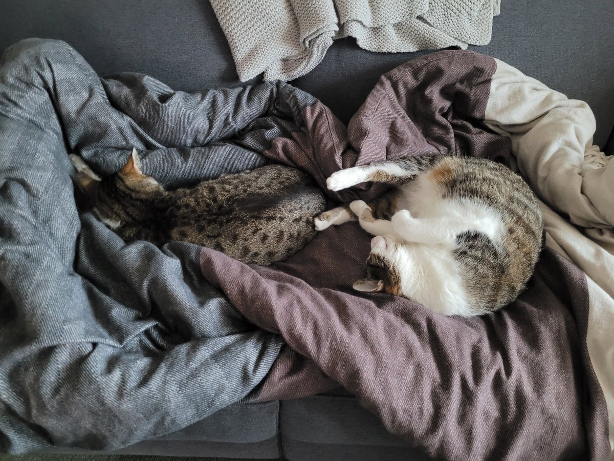 KarvinCats's tweet photo. Hm, so war das aber nicht geplant.. Wo passe ich da noch hin? https://t.co/dNYYQicY4p
