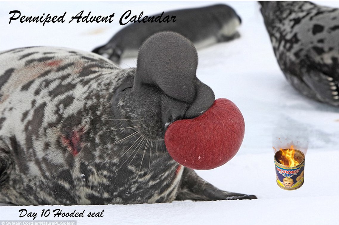 #Penniped #AdventCalendar 
On the 2nd #Advent Sunday the Hooded #seal sends its greetings from the #ArcticOcean. All their families are pleased that @toonie_tuesday has published seal portraits and is helping with the #trenchcandles fundraising!
#NAFOfellas #WinterWarmth #NAFO