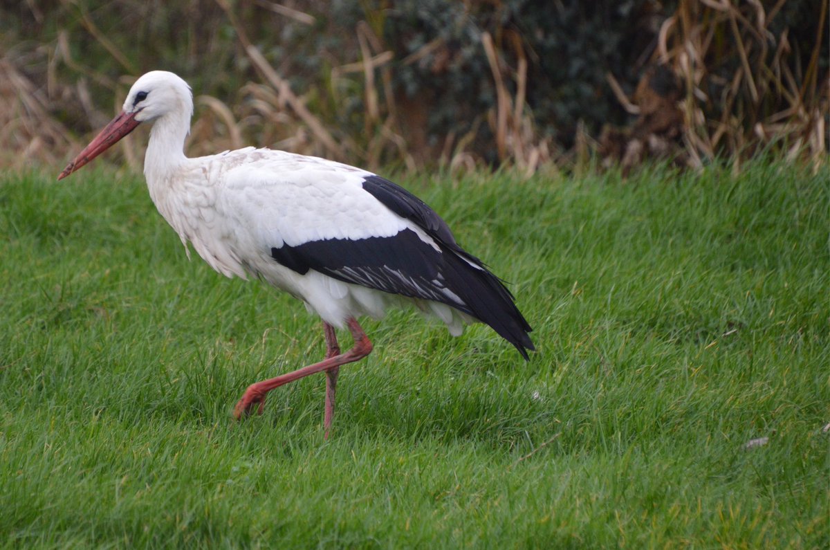 johan_klos's tweet photo. Goedemiddag de #overwinteraar in #Alblasserdam de #ooievaar en de #roodborst die moeilijk te #fotograferen was heeft me wel gevolgd @vogelnieuws @VroegeVogels @Sovon @Natuurmonument #vogelskijken ππββοΈπββοΈ https://t.co/330b5rCbdy