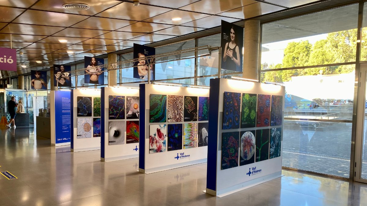 vallhebron's tweet photo. Vine a veure l'exposició fotogràfica #AltraMiradaRecerca que es troba al Vestíbul de l'Hospital Infantil i l'Hospital de la Dona de @vallhebron! 📸 Fotografies dels 11 anys del Concurs de Fotografia Científica. #DivulgaCiènciaVH

ℹ️ https://t.co/ShC1eDAAh5 https://t.co/bw07T2U4HO