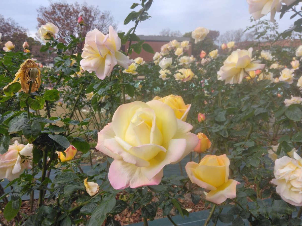 yukoyukodayo2's tweet image. #DOC2
 #マロッシアルファベット