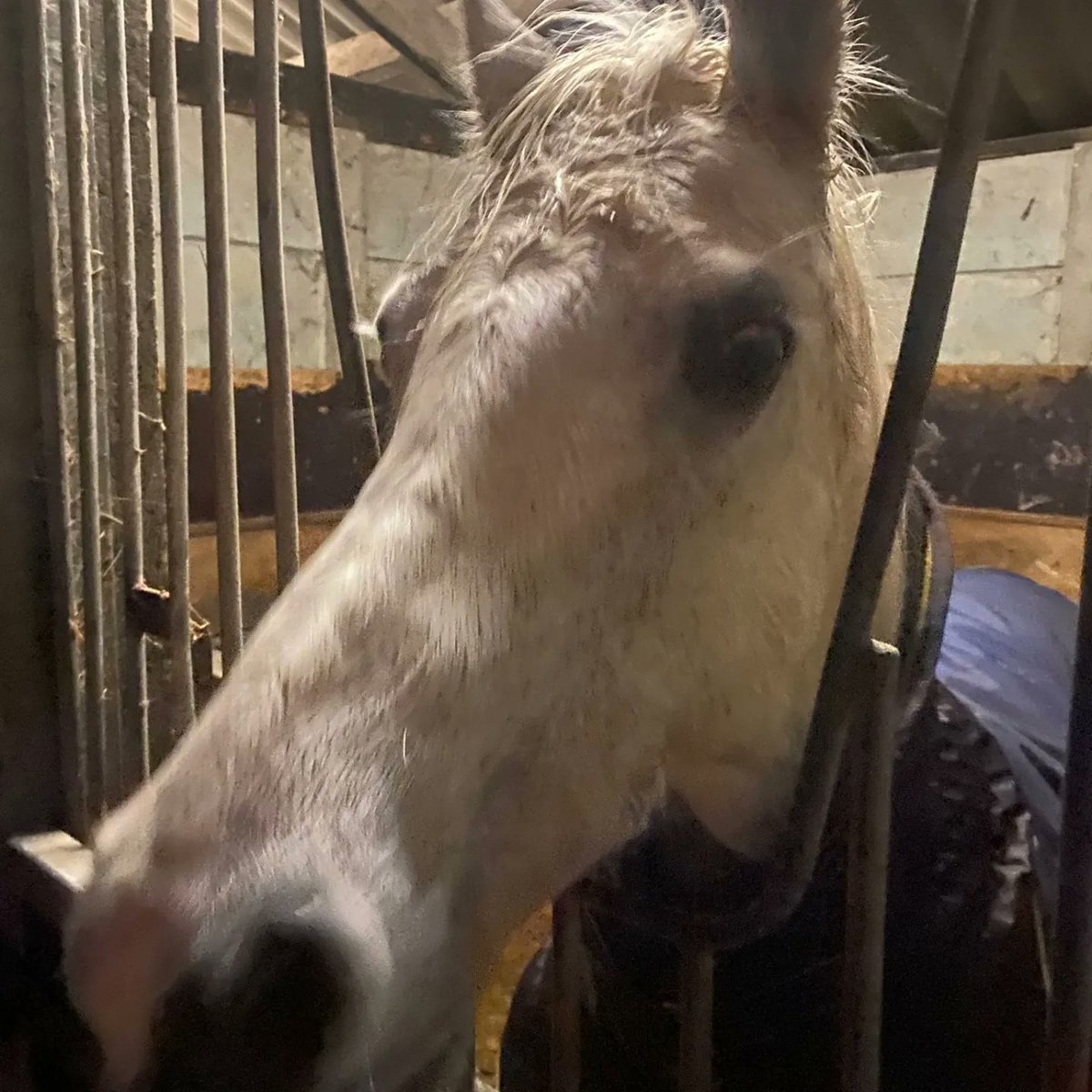 Afgelopen 2 nachtdiensten erg druk geweest met 1 dronken, vervelende, escalerende man met onbegrepen gedrag. Maar vanmorgen einde dienst een melding, paard los tussen Slootdorp en Westerland. Student Marco kon hem pakken.
Pony is ondergebracht. Mis jij je witte pony? 0900-8844