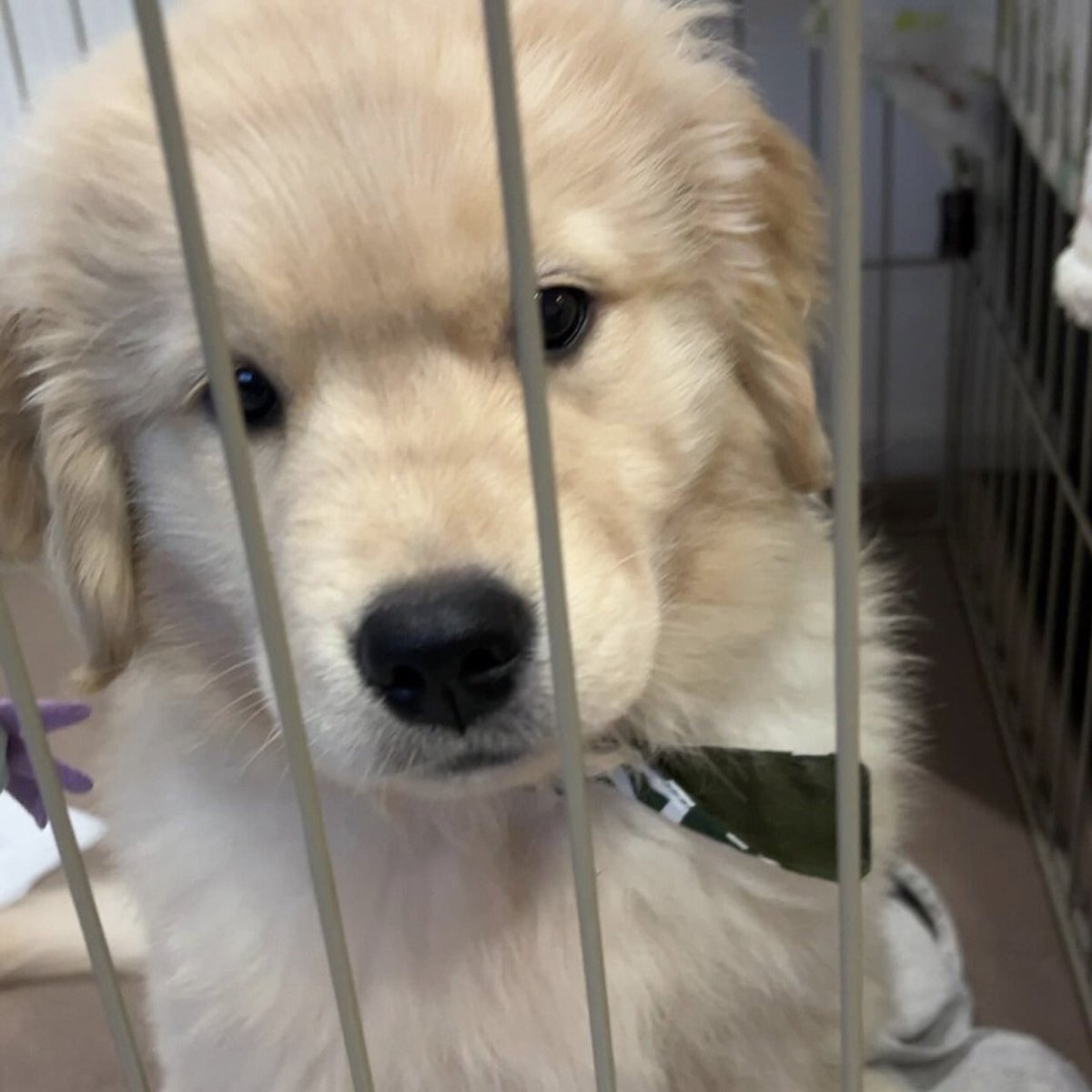 puppies video tweet media