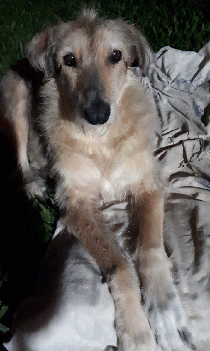 GrisZan's tweet photo. Rescaten, cuiden y amen mucho mucho.. 
Hoy duele tu partida 💔 pero se que los últimos años fueron felices.
Siempre te amaré Chita. https://t.co/A6jFpVFzKl