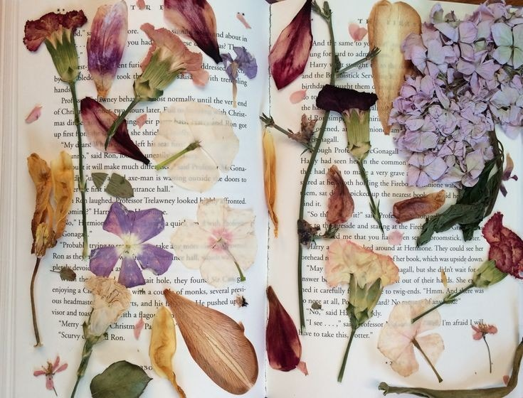 dearlybeloves's tweet image. 🌺🌸🌷 pressed flowers