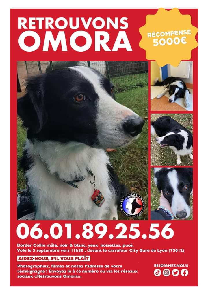 20320Vero's tweet photo. Omora est toujours recherché ⚠️⚠️ Merci de jeter un œil autour de vous si êtes sur le secteur de Saint-Rémy-l'Honoré et les essarts (78). Un Border Collie a été aperçu hier dans les champs vers La N10 (dans le cercle tracé sur la photo) 🙏 https://t.co/2IAuwZfhlT