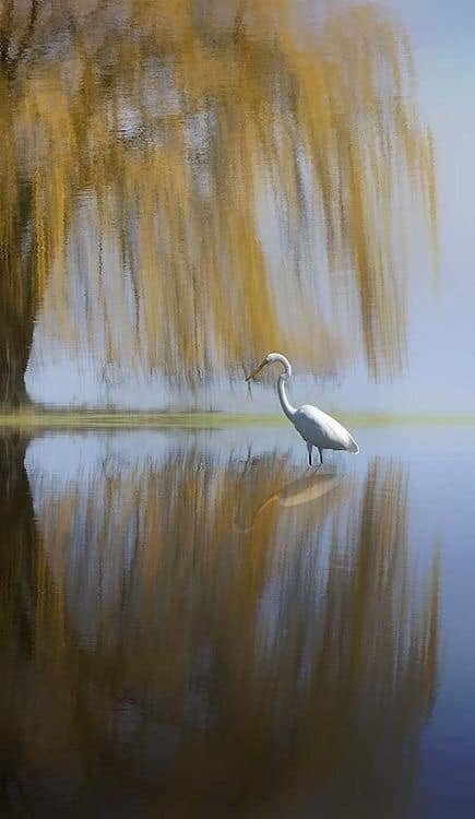 Good Morning! Happy Sunday!
Peace of mind is LIFE'S slice of heaven. 🕊