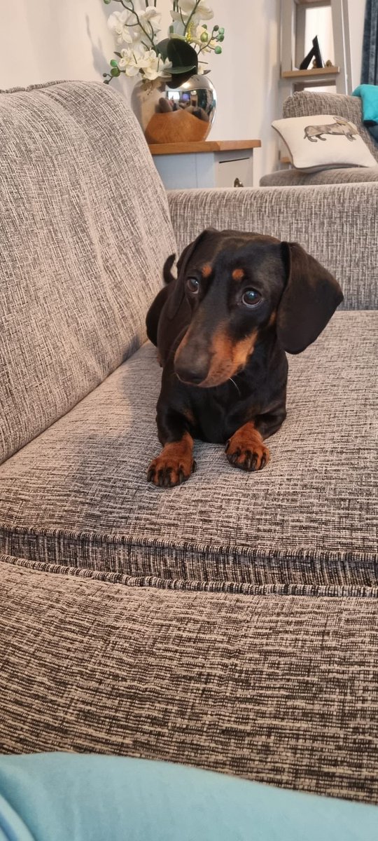 7792_44's tweet image. Our beautiful dacshunds Martha &amp;amp; woody