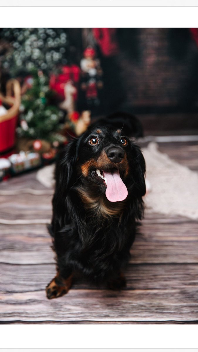 7792_44's tweet image. Our beautiful dacshunds Martha &amp;amp; woody