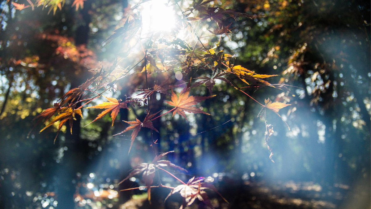 amo6991's tweet photo. 今日の谷保天にて
ワイルドだろうが

#SLRMagic
#HyperPrime
#12mm https://t.co/v6hDVlE8GK