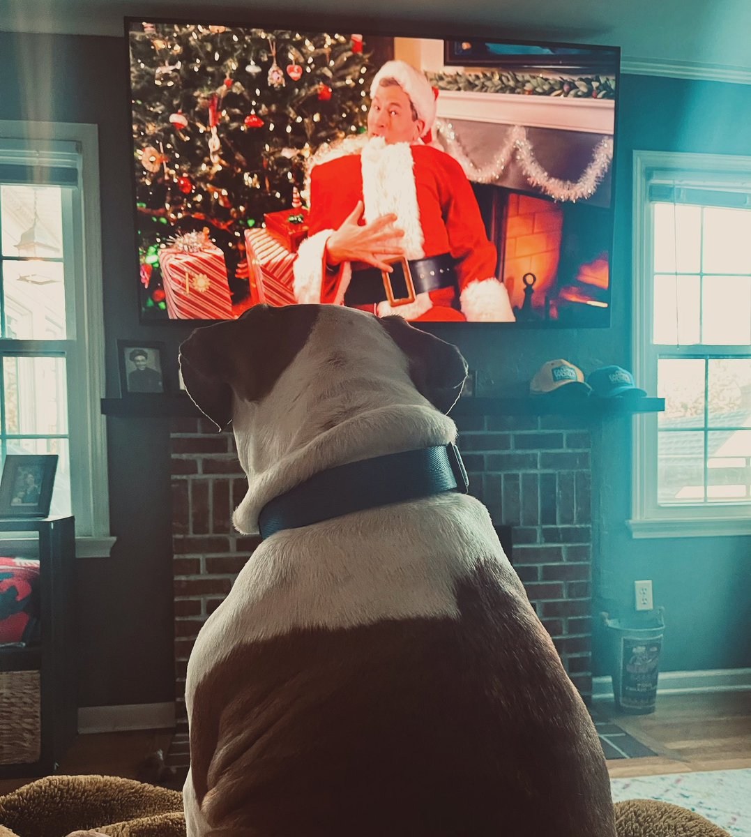 SocialLittleMan's tweet photo. Dozer will sit and watch 10-15 minutes of @CBSSunday at a time two or three times every #SundayMorning. It seems that he enjoys the
@Pogue segments the most. #Bulldog #singledogdad #Sunday https://t.co/XTNzGBTvf0