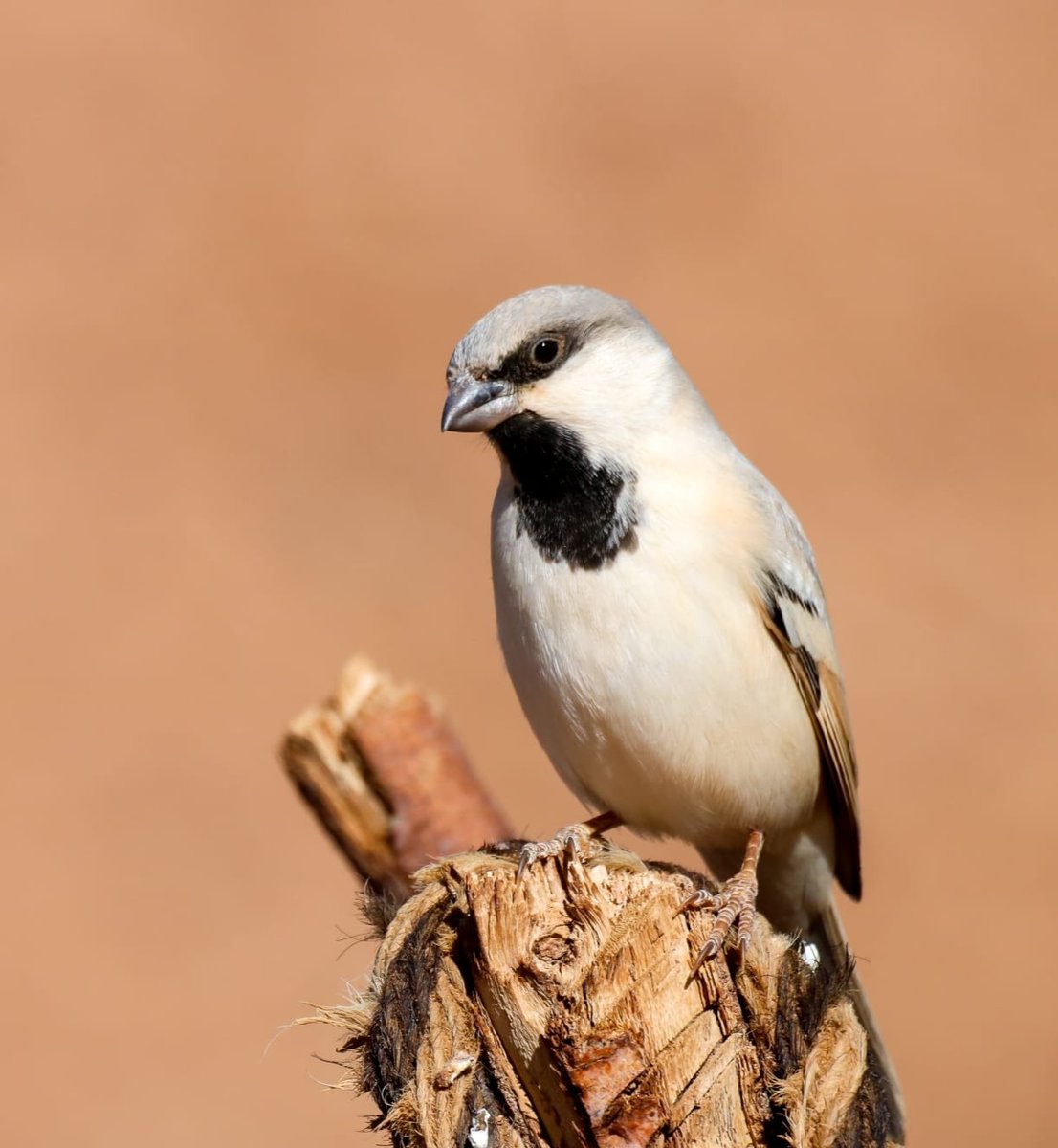Desert Sparrow male/female. It is one of the top target Birds in our Birding tours to the Atlas mountains and Sahara deserts. Next January still only few days available on next year #birdwatching #birding2024
Contact us and book now:
Whatsapp: 00212676041059