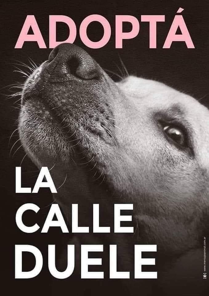 gllgina1's tweet photo. #AdoptaNoCompres https://t.co/MrOG5Qvo4H