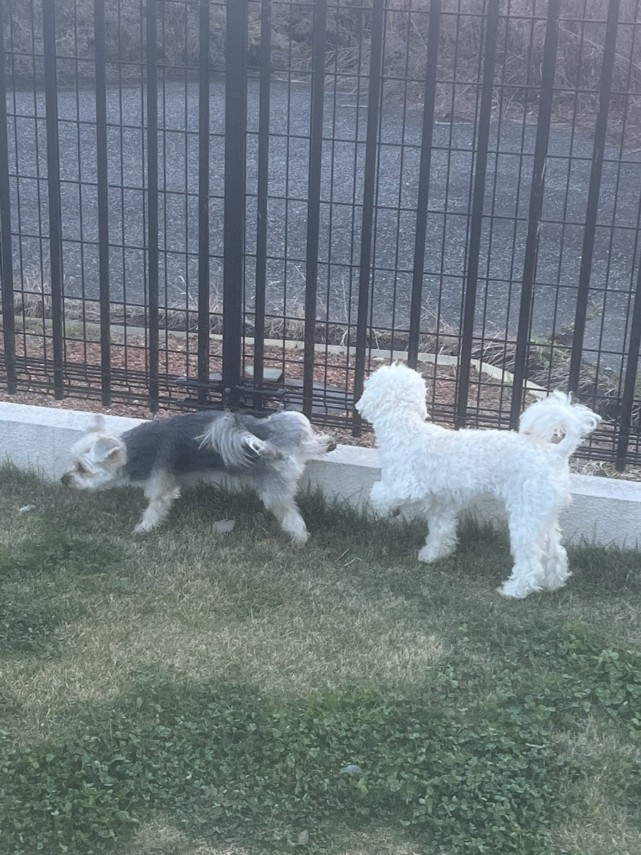 wells_reform's tweet photo. 久しぶりにドッグラン貸切🐶
楽しそうでなにより😊
只今爆睡中💤🐩🐩 https://t.co/y6fEXA2i9R