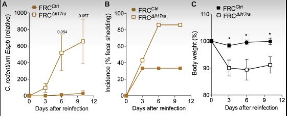 In 2021, scientists from @PittTweet showed that provoking mild gut inflammation in mice trains their innate immune response to gut infection through IL-17 signaling in #lymph node fibroblastic reticular cells. Learn more: scim.ag/58i #WeekendReads