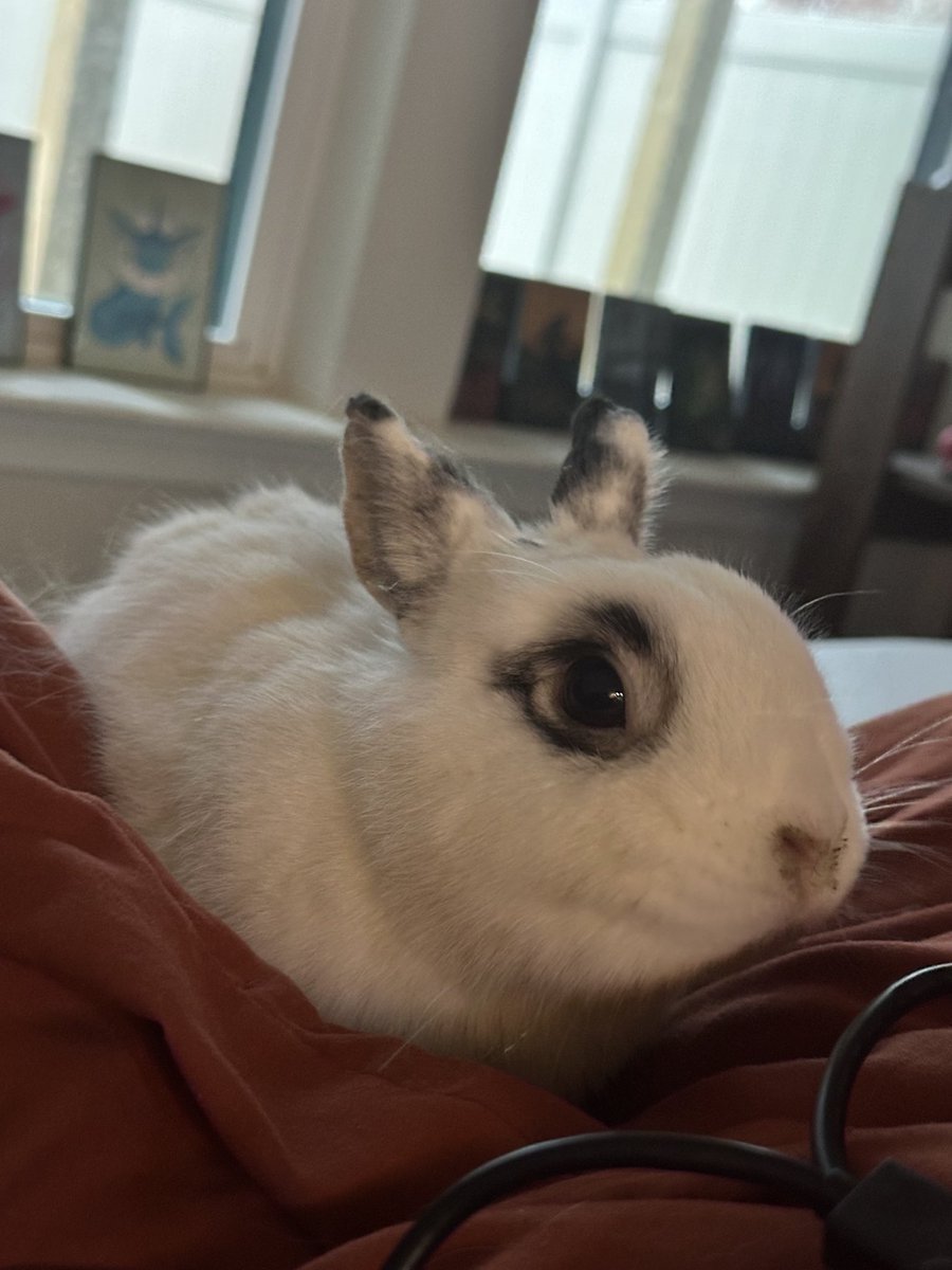 EmberRabbit's tweet image. my birthday is next month!! So exciting!!