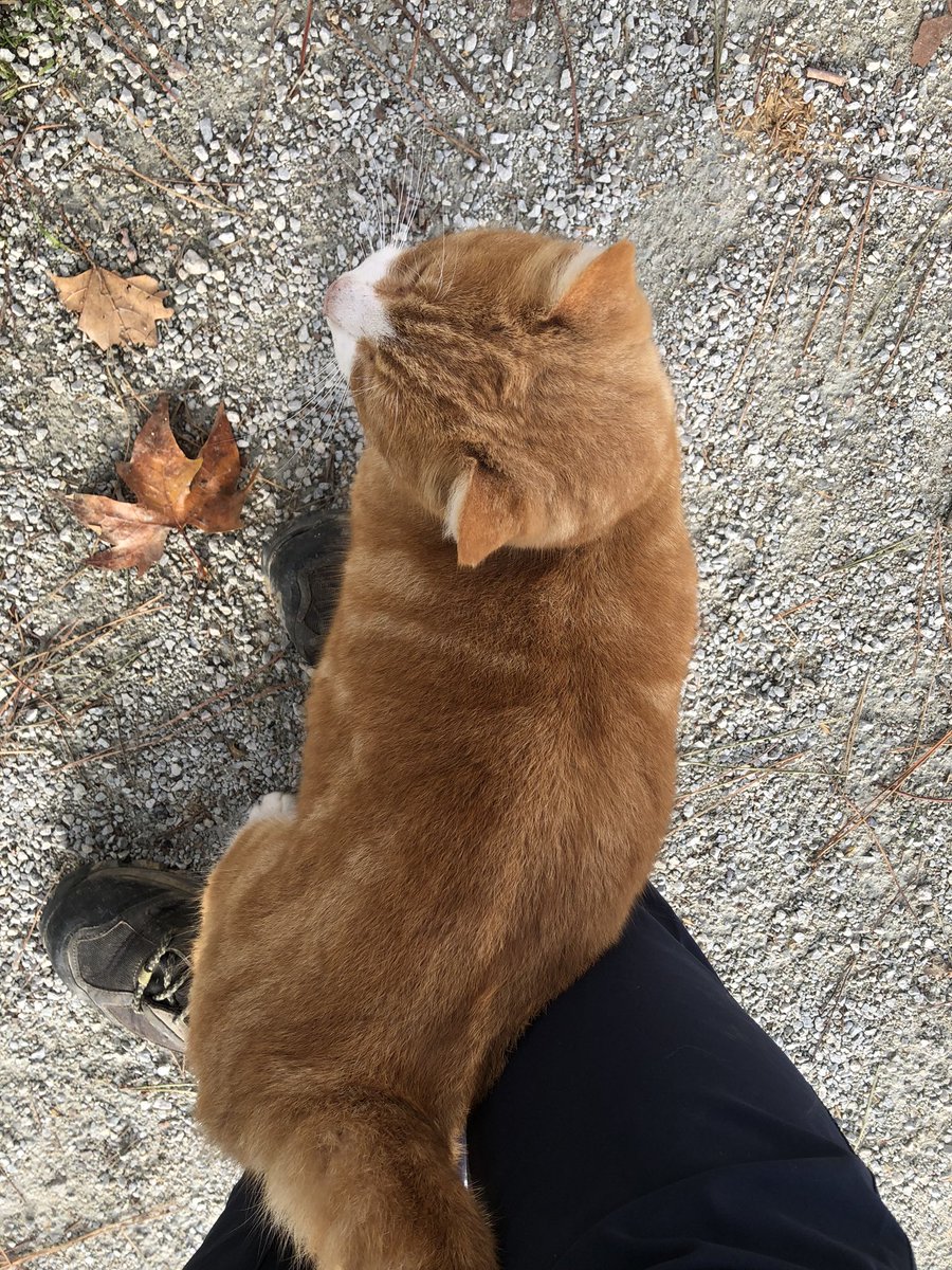 Gatti cesenati di lungo fiume