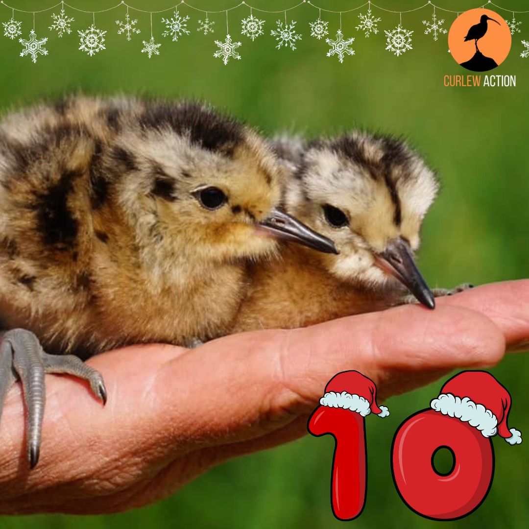 On day 10 of our #CurlewAdvent, we're sharing these adorable Curlew chicks being ringed in Coevorden in the Netherlands. Photographed by Marlies Eisling. You can submit your photos to be included in our calendar by using the #CurlewAdvent hashtag, & inc the species & location