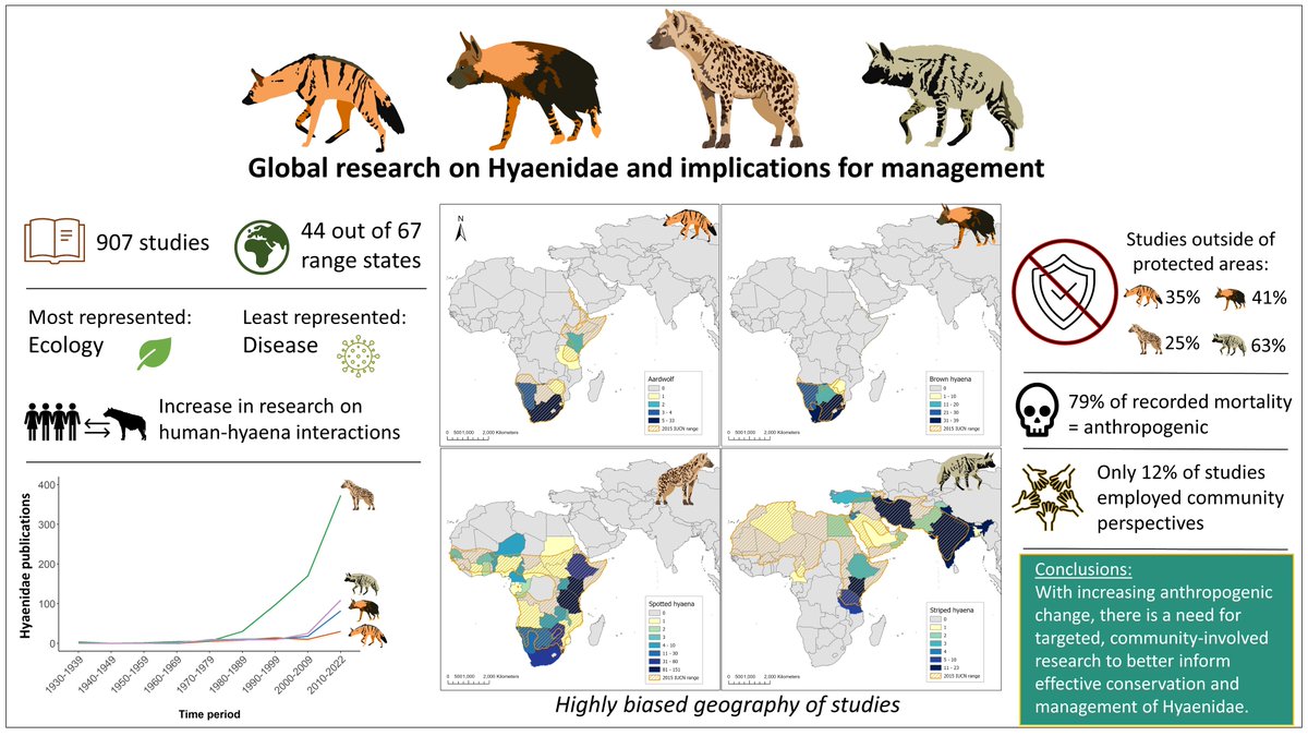 🤩I am so excited to share our newly published article 'Review of the global research on Hyaenidae and implications for conservation and management', out today in @Mammal_Society Mammal Review. The result of TONS of work by some of us in @HyaenaSG. (1/n) onlinelibrary.wiley.com/doi/epdf/10.11…