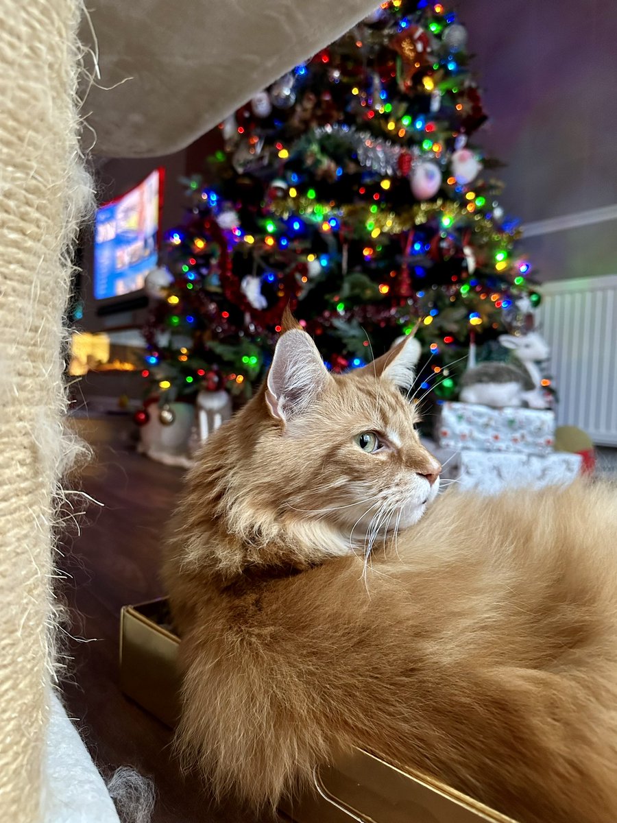 It’s a festive #CatBoxSunday with Gizmo! The best kind! ☃️☃️🦁🦁 #teamfloof #CatsOfTwitter