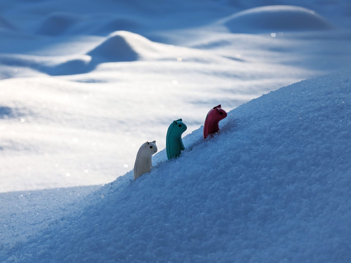 eas_vr's tweet image. The little ones climbed a big snowy mountain today. I'm proud!
#Akyo #あきょさつ #あきょガチャ