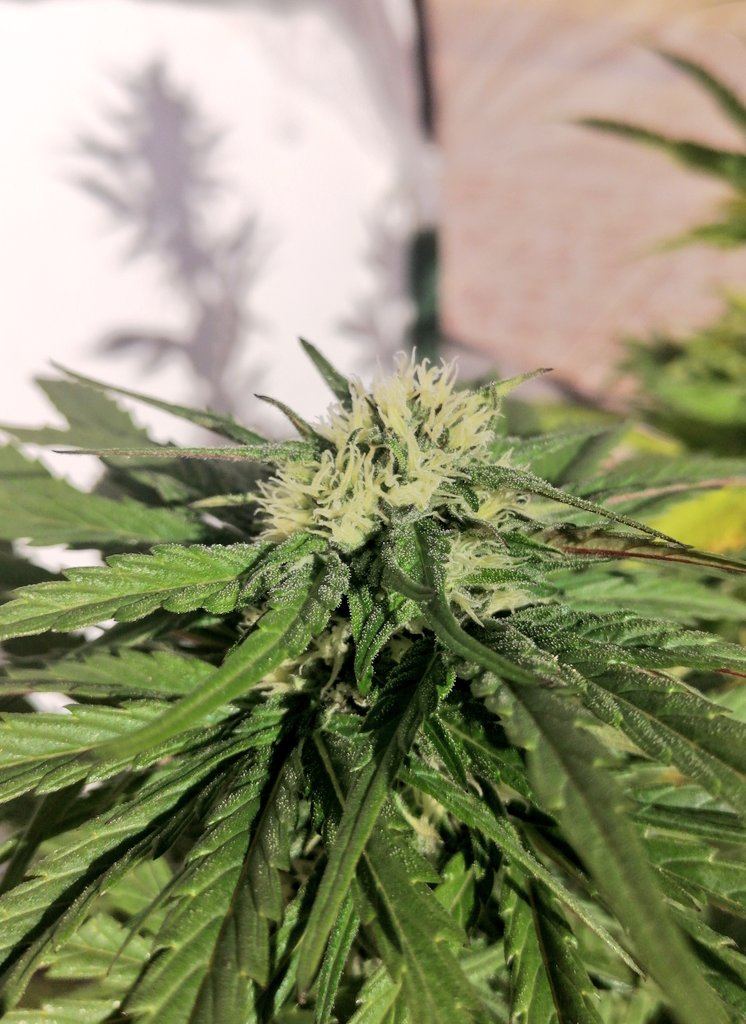 XavierNerjaLM's tweet photo. Kush Mintz ❤️💚❤️💚
#WinterTHC #WinterCBD 🇪🇸 https://t.co/QVEvHIZcSM
