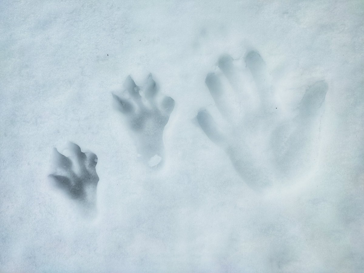 Comparing the size of my hand with a mountain hares foot.
Do you fancy meeting the #MountainHares this winter? Our #AwardWinning #Experience has been judged by <a href="/VisitEngland/">VisitEngland</a> to be one of the #Top3 in England and by <a href="/vpdd/">Visit Peak District & Derbyshire</a> to be the best experience in the Peak District 🏆🐰