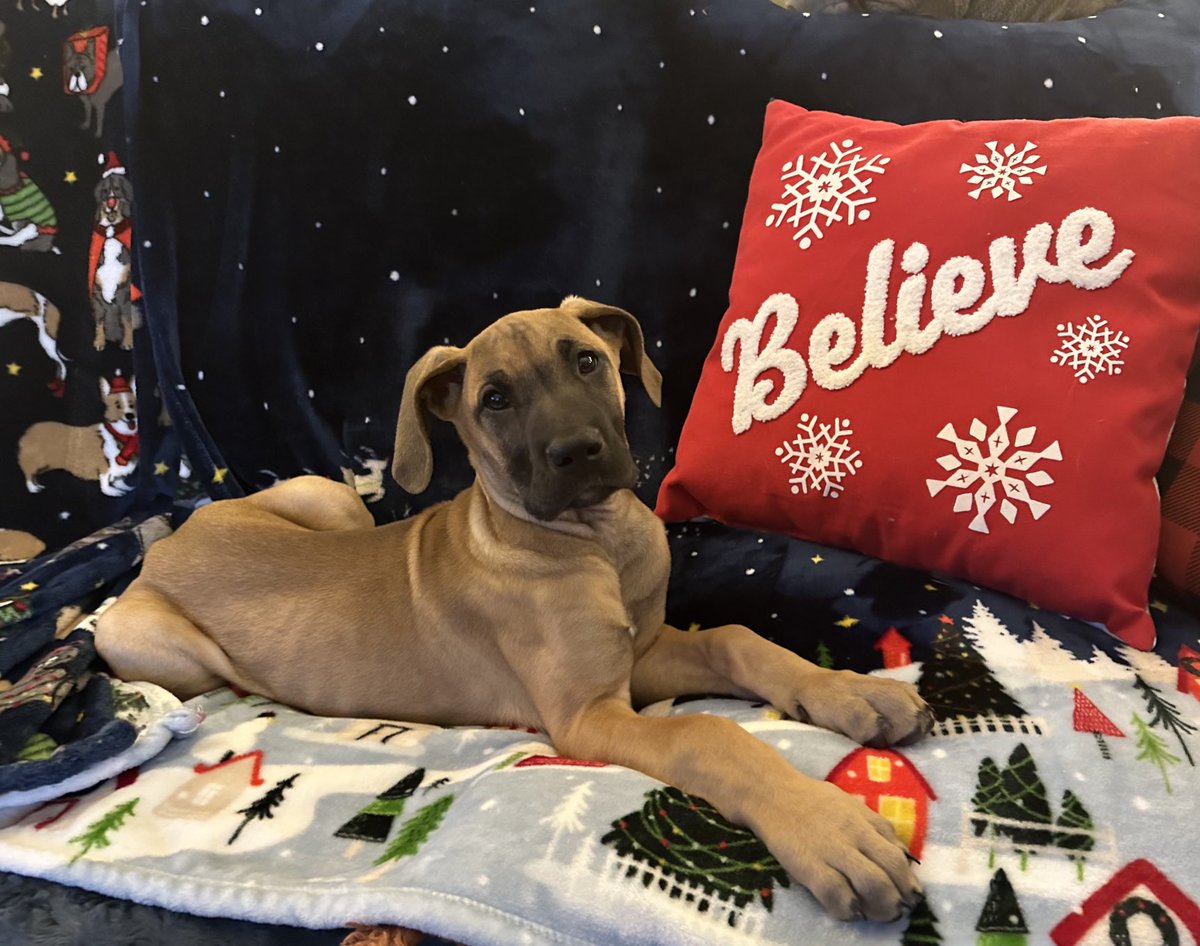 EileenMHartmann's tweet photo. Quinn My Great Dane Puppy #bigdogsunday ⁦@danibeckstrom⁩ https://t.co/KFqOnVEBaG