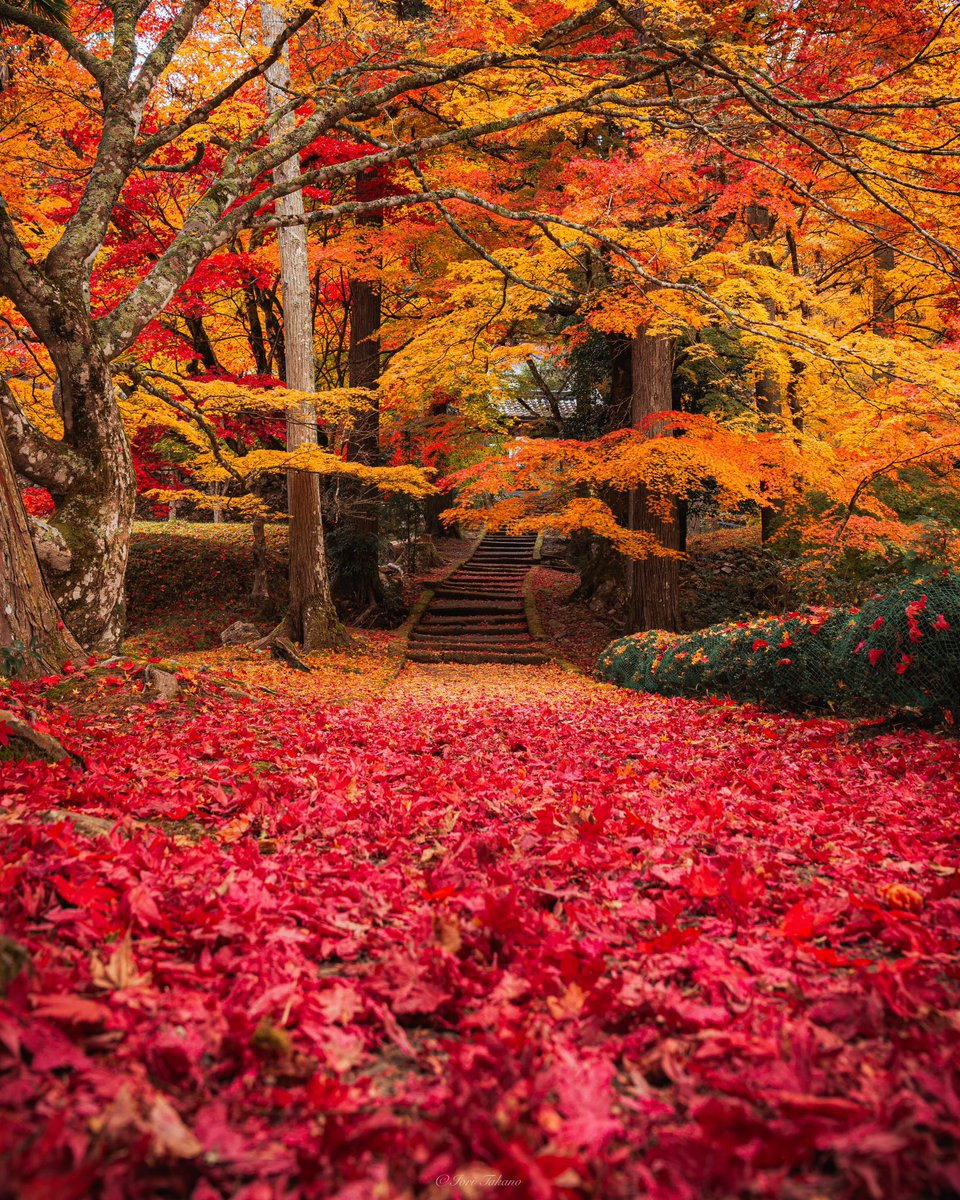 是非見てほしい京都の圧倒的な敷き紅葉🍁