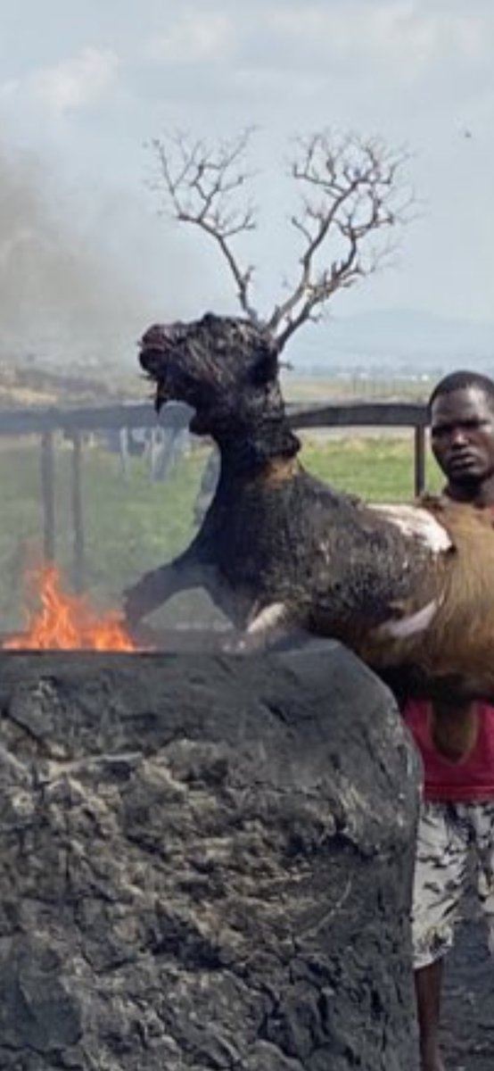 OlododoL's tweet photo. @optama This right here you mean? The tree serving as the horn on the head of the Goat. https://t.co/9DryI5N8wL
