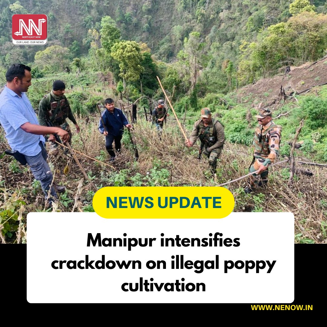 NENowNews's tweet photo. A joint team of law enforcement agencies in Manipur's Kangpokpi district has launched a massive operation to destroy poppy plantations ready for harvest.
#Manipur #PoppyCultivation #PoppyPlantDestruction #Kangpokpi #KukiTribe https://t.co/fYOGjOS9UU