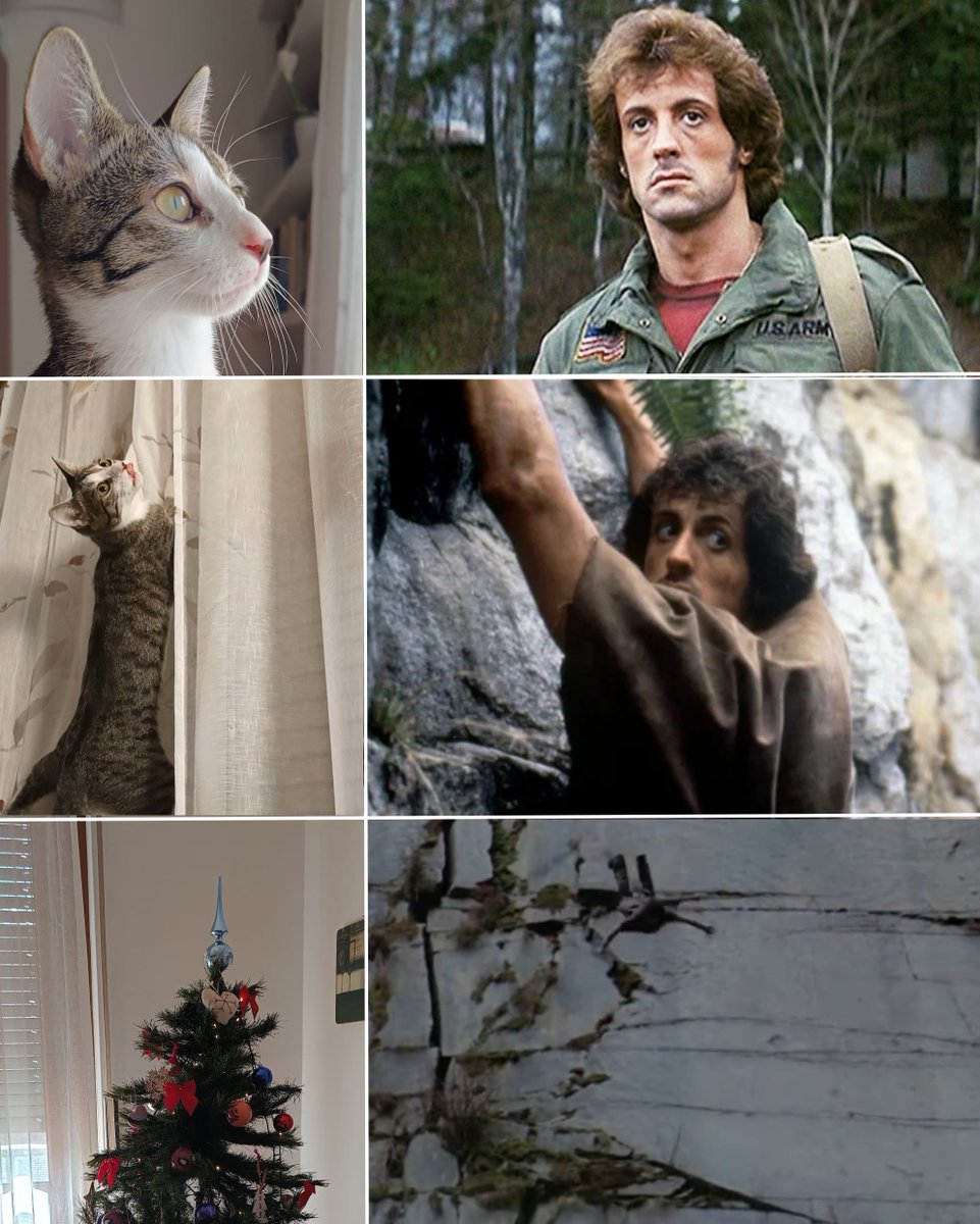fleppa's tweet image. #cat #gatto #Christmas #xmas #rambo #christmasTree