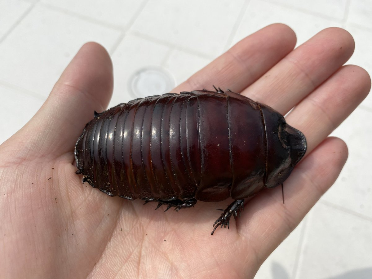 Barata-rinoceronte (Macropanesthia rhinoceros), uma das maiores do