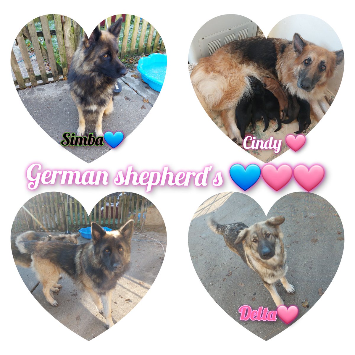 My grandads baby's and my best friends, love them so much xx