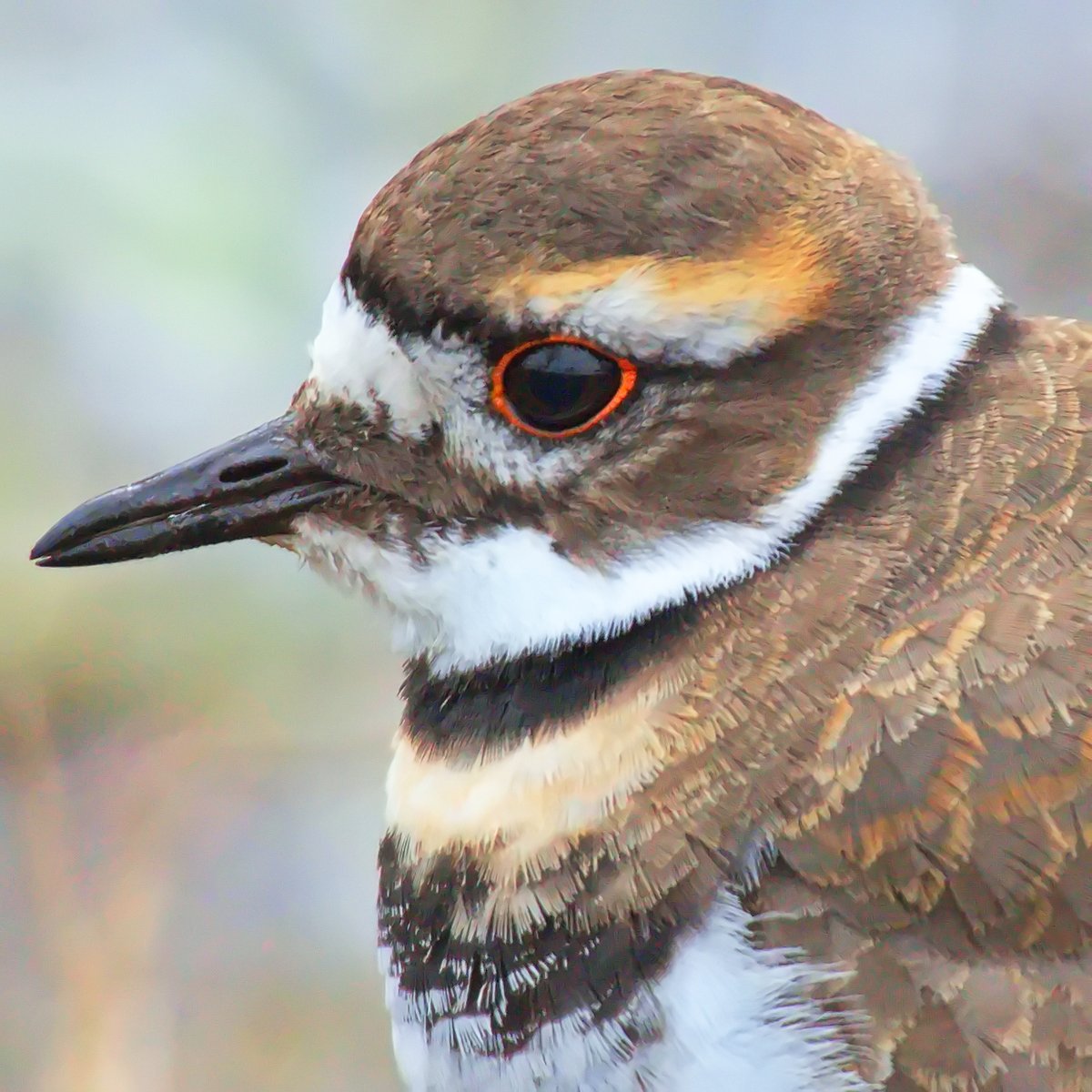 AshleyPurring's tweet photo. A lovely killdeer at Marymoor Park, December 2021 #killdeer #marymoorpark #birds #birding #birdphoto #birdphotography #wildlifephotography #naturepicture #eastsideaudubon @kingcountyparks https://t.co/3CjtvBuHPJ