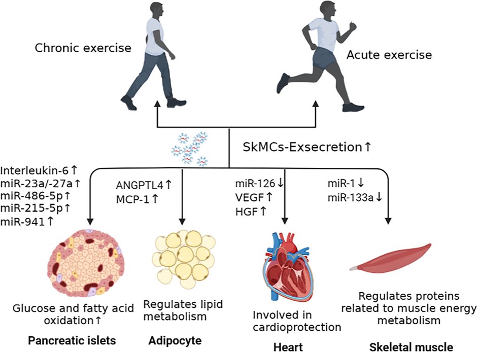 JPBY_official's tweet photo. Journal of Physiology and Biochemistry
Exercise-derived skeletal myogenic exosomes as mediators of intercellular crosstalk: a major player in health, disease, and exercise
#Exosome #Skeletal_muscle #Exercise #microRNA #Intercellular #Crosstalk
https://t.co/oYjbvsoXRm https://t.co/lSbIY5PjdI